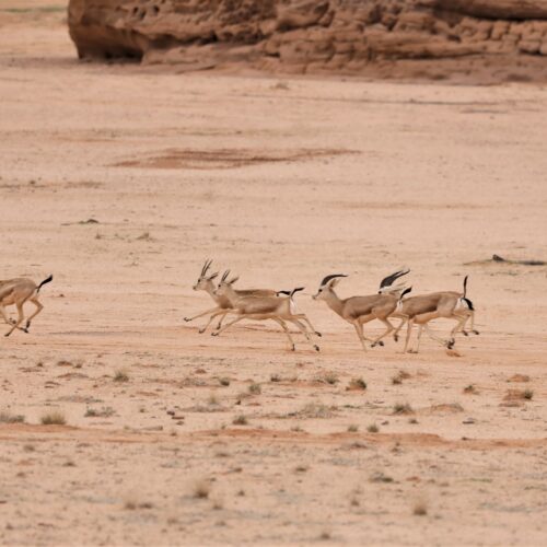 Gazzelle del deserto vengono liberate nella Riserva naturale di Sharaan, nella regione di AlUla, in Arabia Saudita, il 10 gennaio 2023. (Credit: Royal Commission for AlUla)