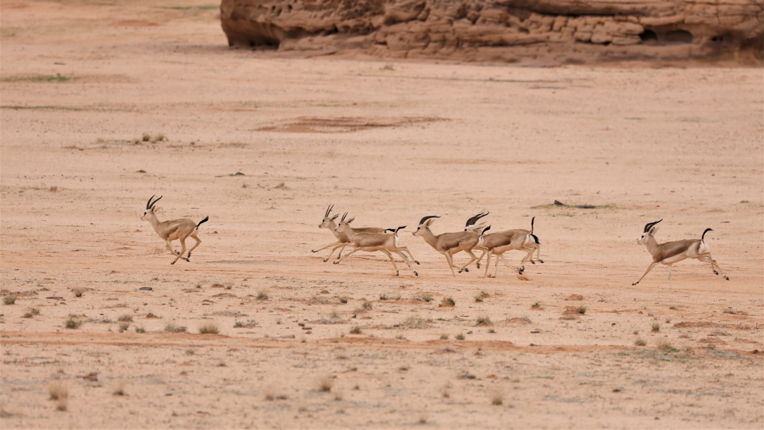 Gazzelle del deserto vengono liberate nella Riserva naturale di Sharaan, nella regione di AlUla, in Arabia Saudita, il 10 gennaio 2023. (Credit: Royal Commission for AlUla)