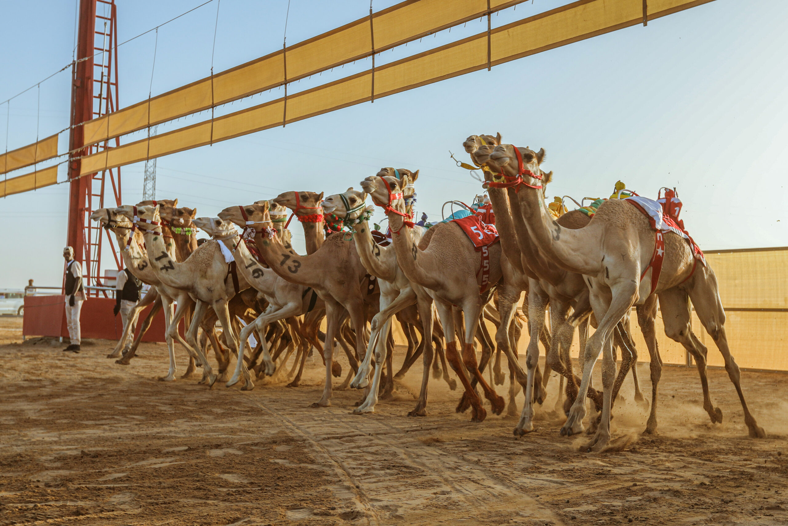 Camel Racing Sport - Image 02