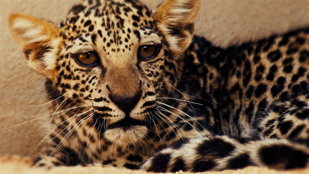 Arabian-Leopard-Baby-Cub-at-5-months