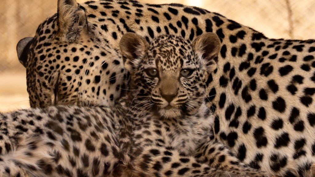 Immagine Leopardi